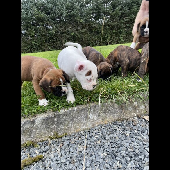 Boxer - Both