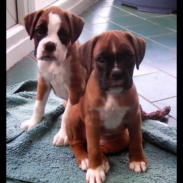 Boxer - Bitches