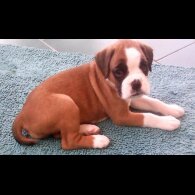 Boxer - Bitches