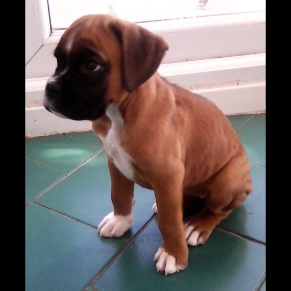 Boxer - Bitches