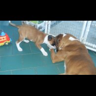 Boxer - Bitches