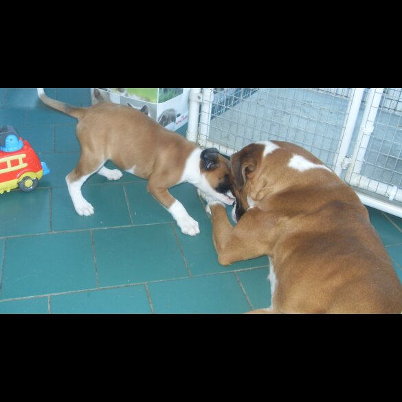 Boxer - Bitches