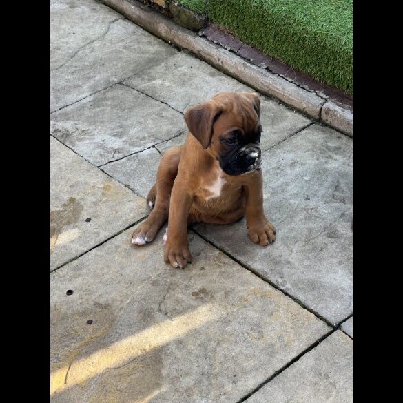 Boxer - Bitches