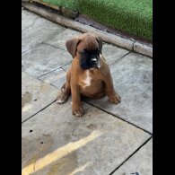 Boxer - Bitches