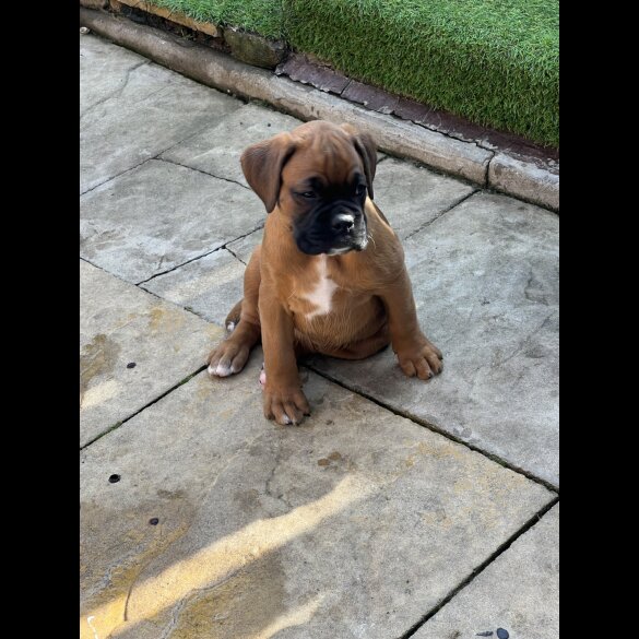 Boxer - Bitches