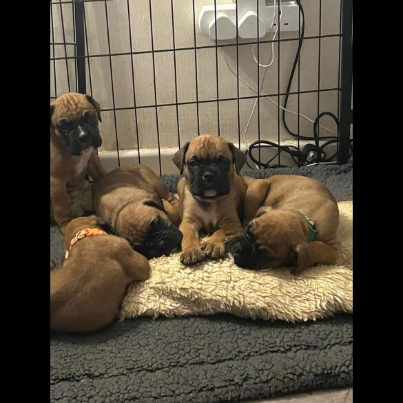 Boxer - Both