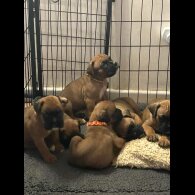Boxer - Both