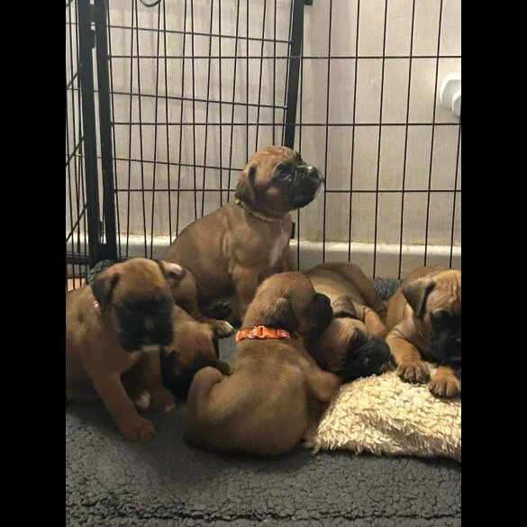 Boxer - Both