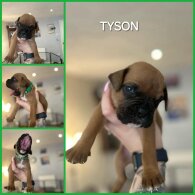Boxer - Both