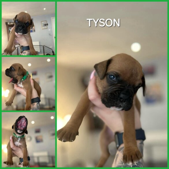 Boxer - Both