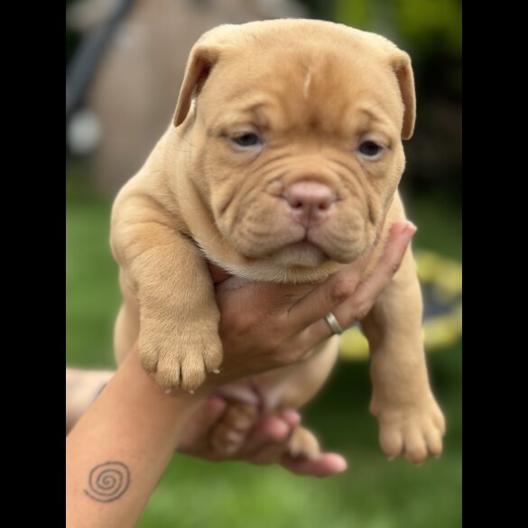 Bull Terrier - Bitches