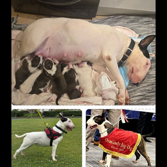 Bull Terrier - Both