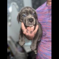 Cane Corso - Both