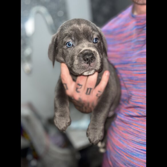 Cane Corso - Both