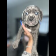 Cane Corso - Both