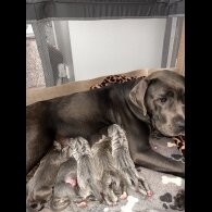 Cane Corso - Both