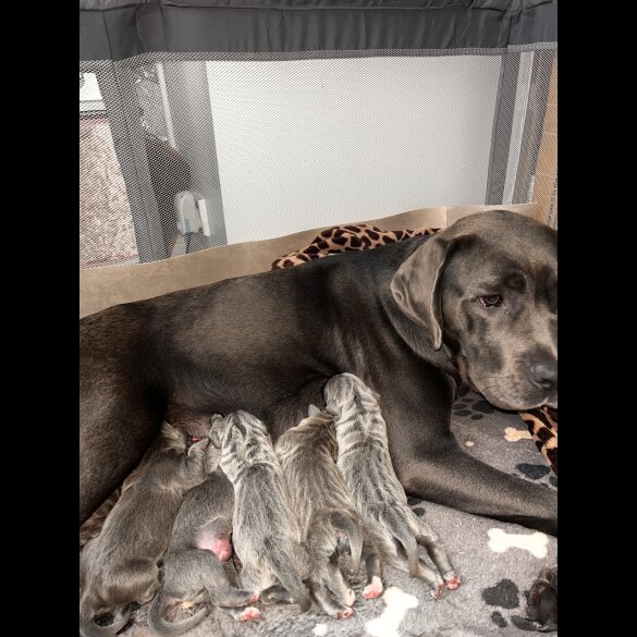 Cane Corso - Both
