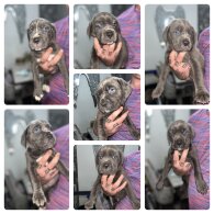 Cane Corso - Both