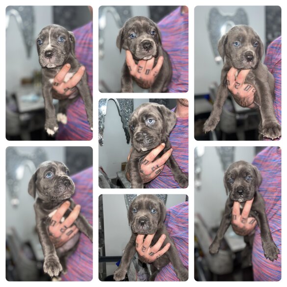 Cane Corso - Both
