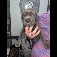 Cane Corso - Both