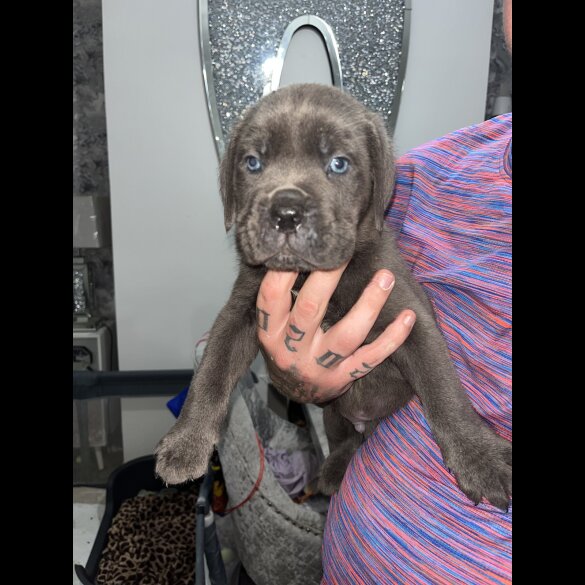 Cane Corso - Both
