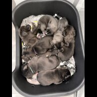 Cane Corso - Both