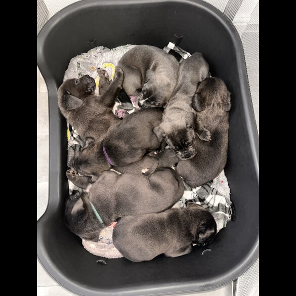 Cane Corso - Both