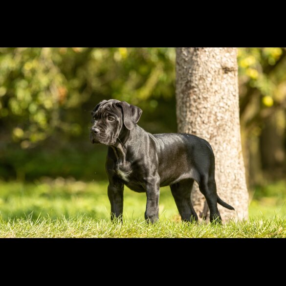 Cane Corso - Both