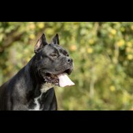 Cane Corso - Both