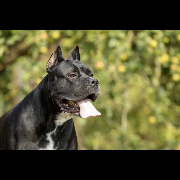 Cane Corso - Both