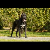 Cane Corso - Both