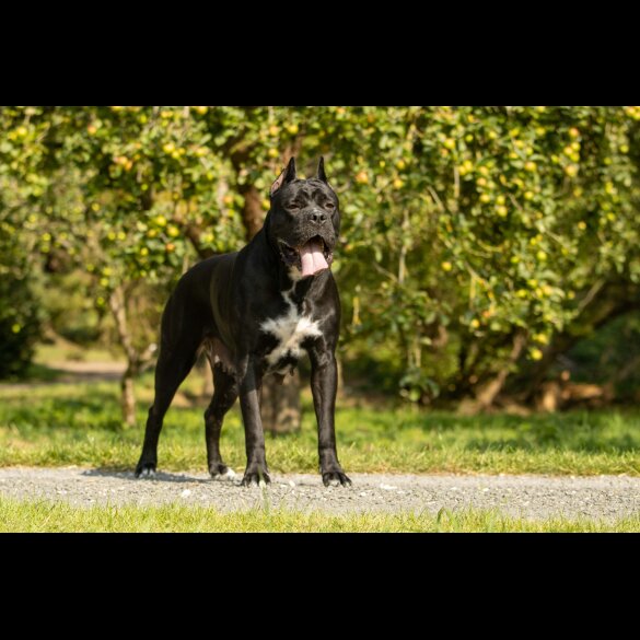 Cane Corso - Both