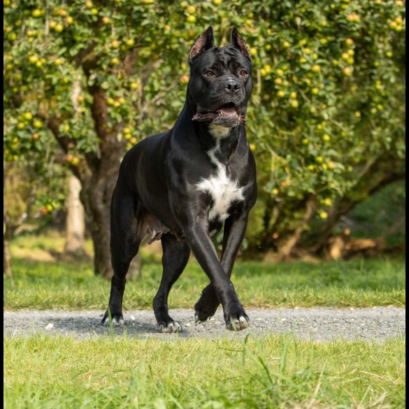Cane Corso - Both