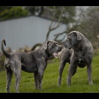 Cane Corso - Both