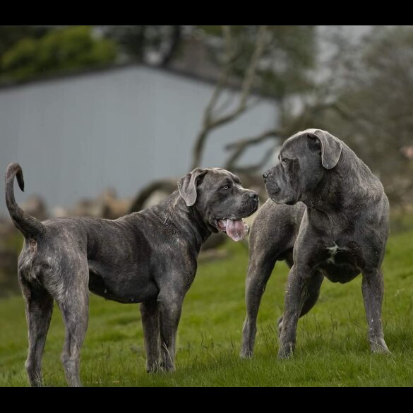 Cane Corso - Both