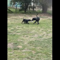 Cane Corso - Both