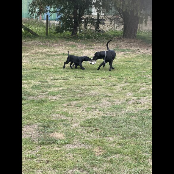 Cane Corso - Both