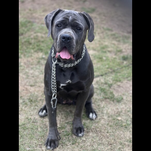 Cane Corso - Both