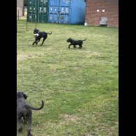 Cane Corso - Both