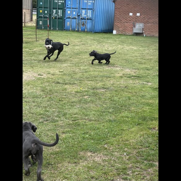 Cane Corso - Both