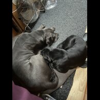 Cane Corso - Both