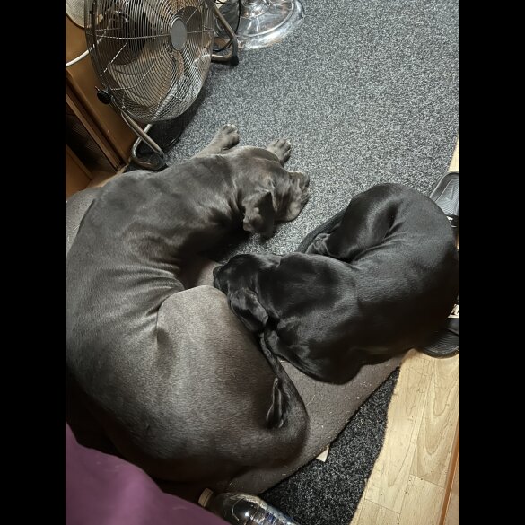 Cane Corso - Both