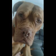 Cane Corso - Bitches