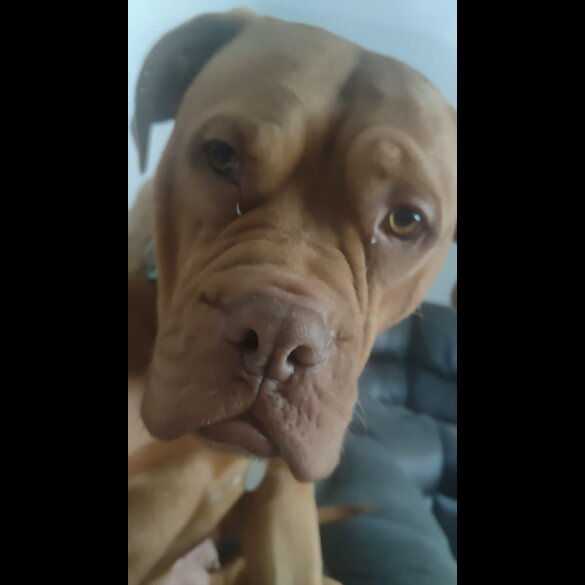 Cane Corso - Bitches