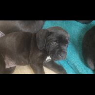 Cane Corso - Bitches