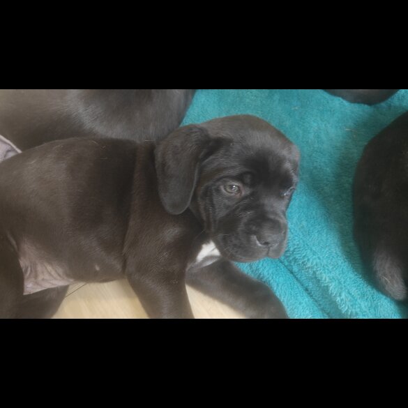 Cane Corso - Bitches
