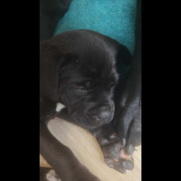Cane Corso - Bitches