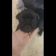 Cane Corso - Bitches