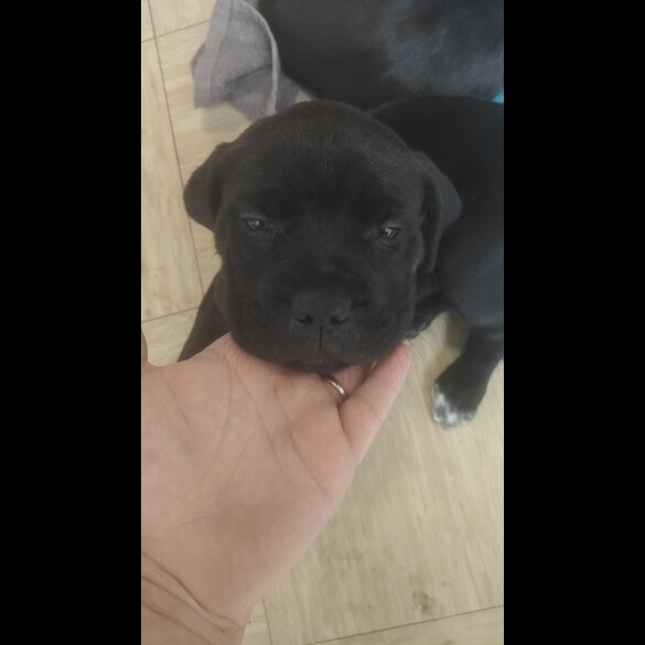 Cane Corso - Bitches