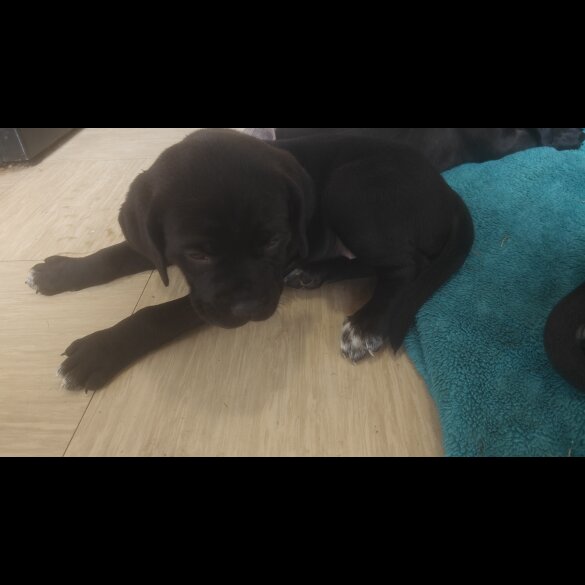 Cane Corso - Bitches